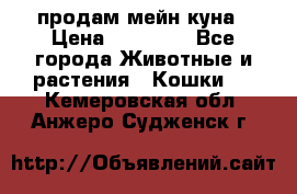 продам мейн куна › Цена ­ 15 000 - Все города Животные и растения » Кошки   . Кемеровская обл.,Анжеро-Судженск г.